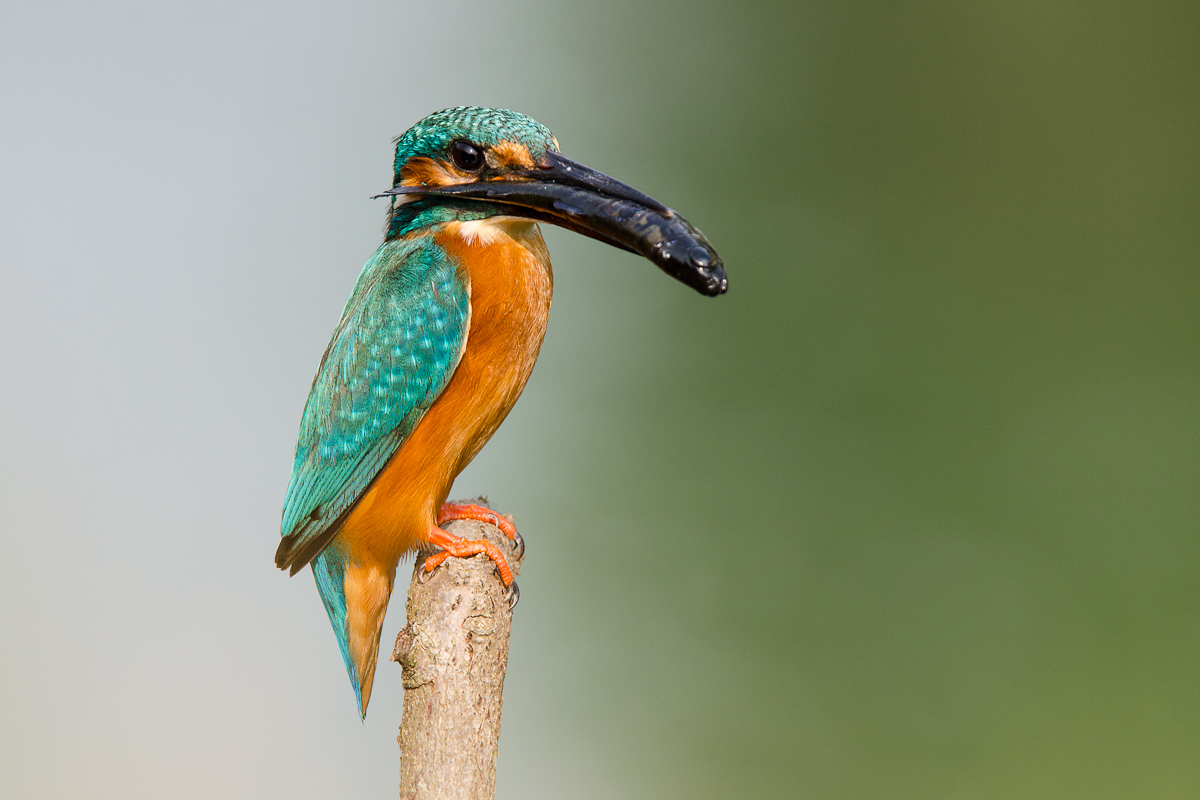 Kingfisher