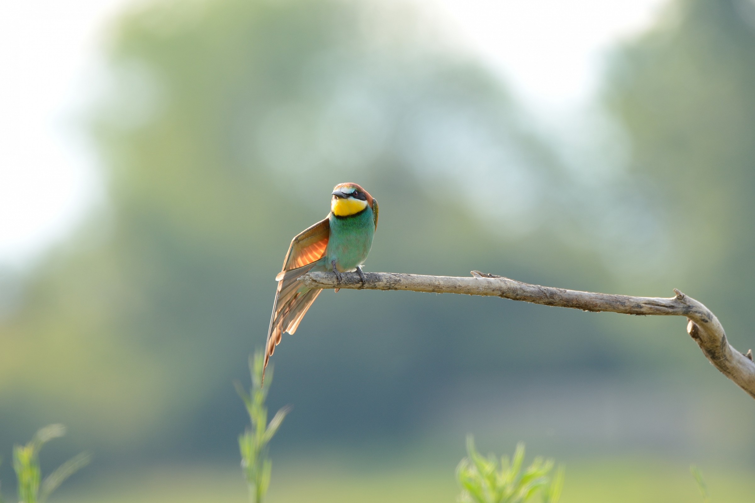 Eater stretches dawn