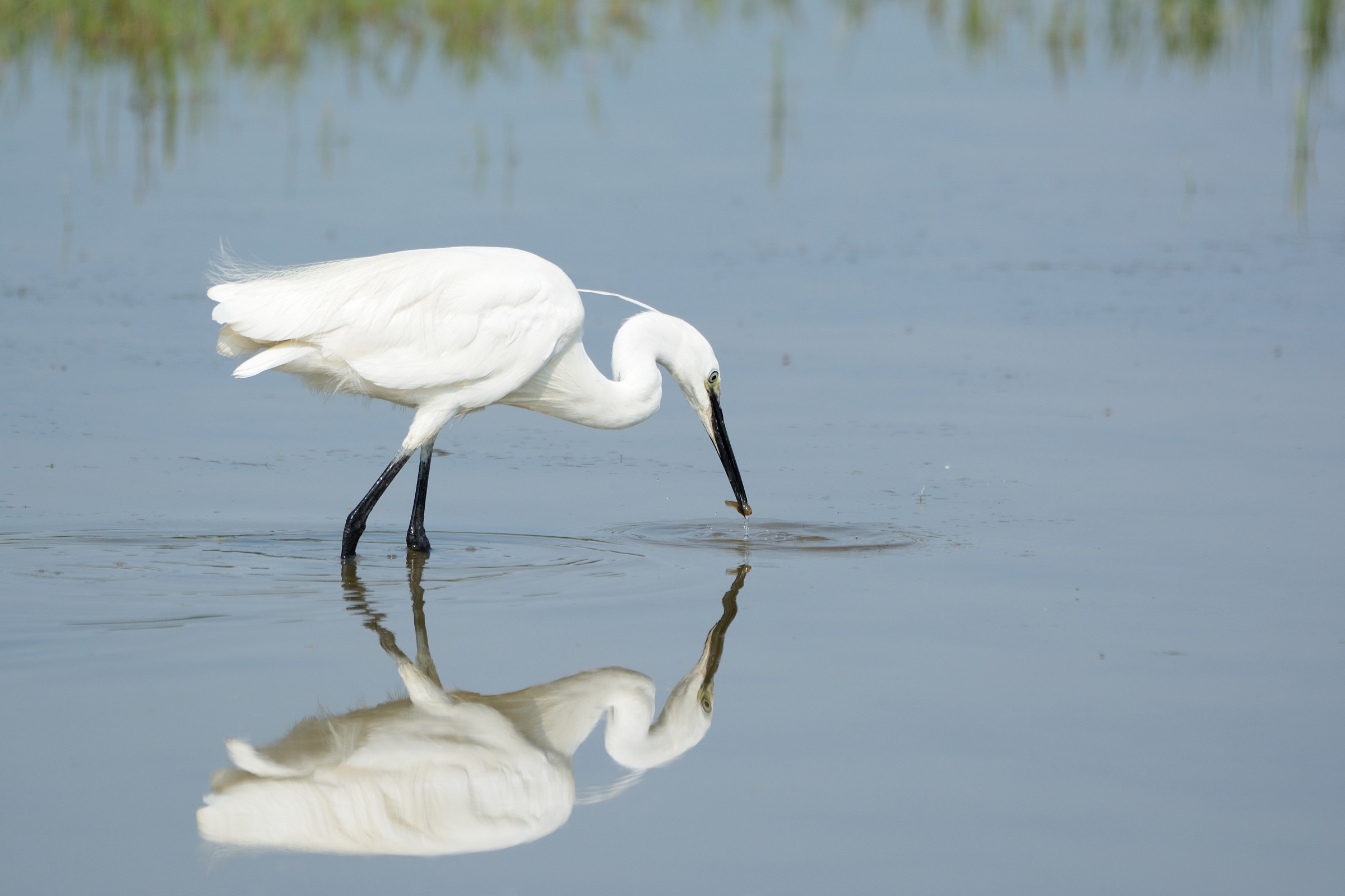 Egret at breakfast