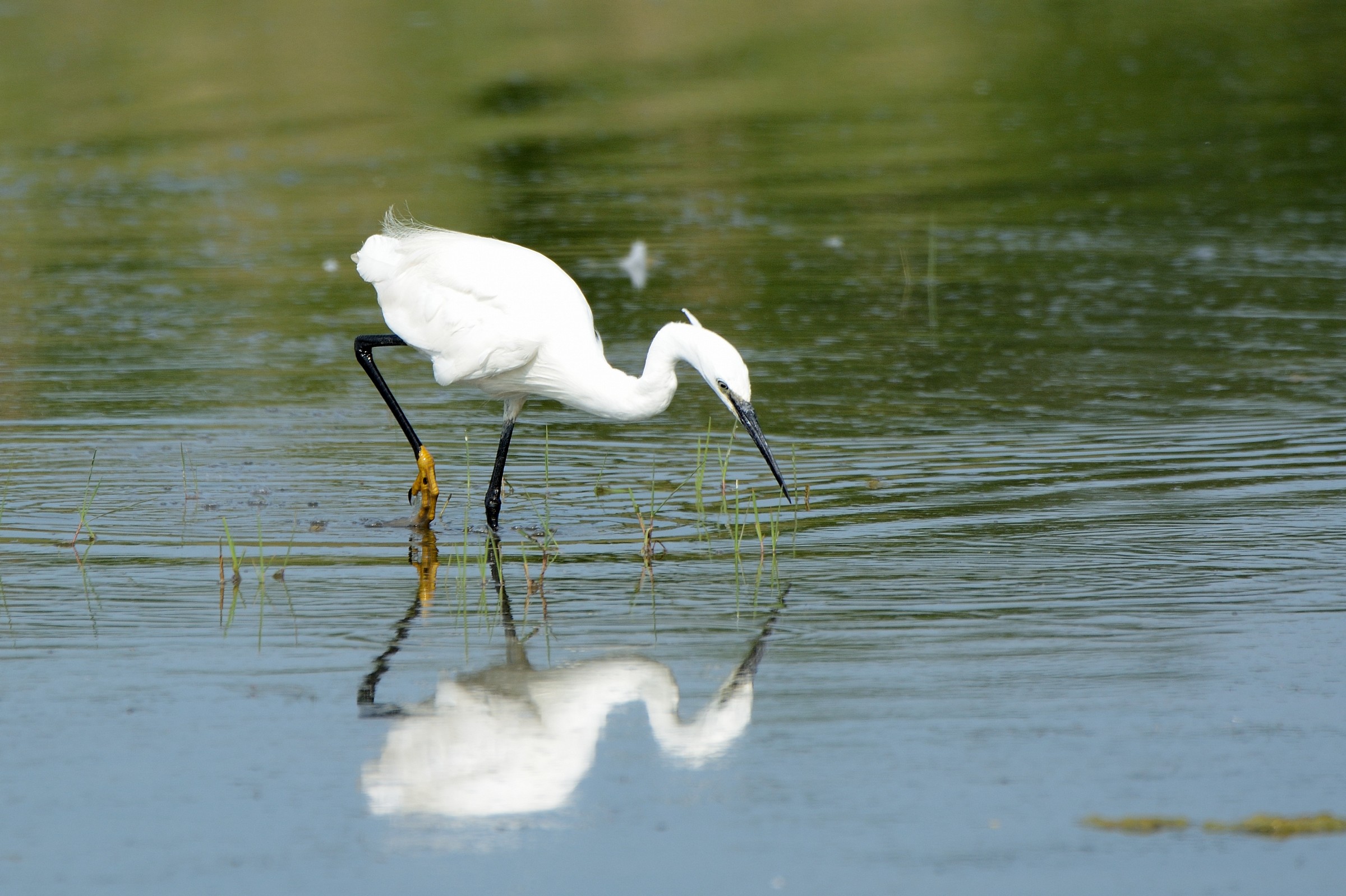 Egret at breakfast 2
