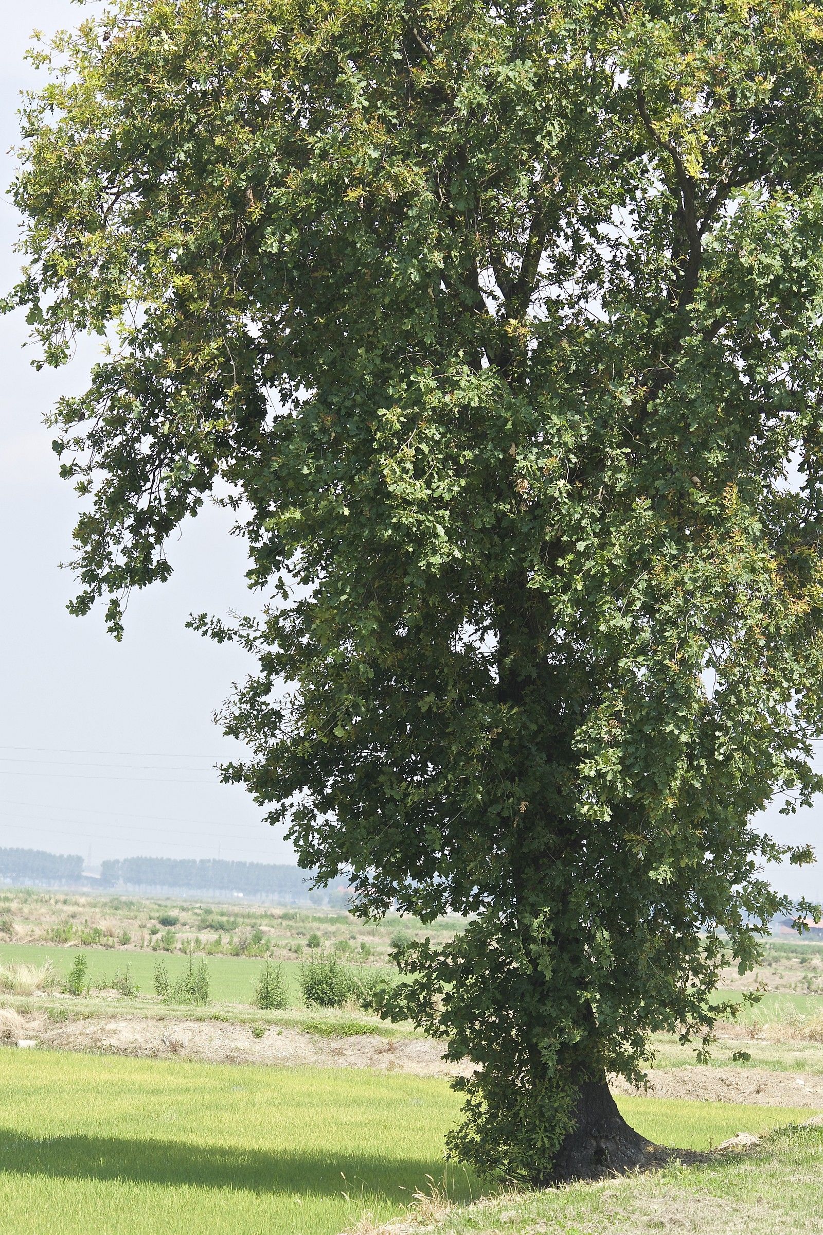 Sentinella delle risaie