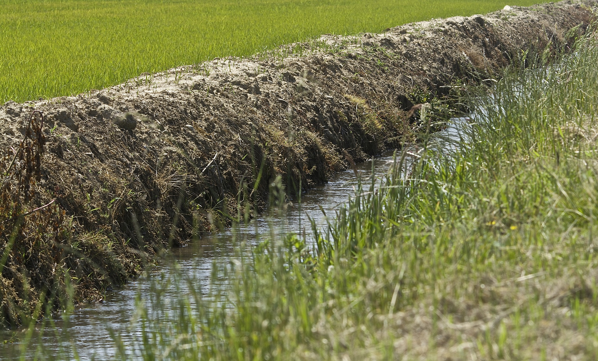 Canale fra le risaie