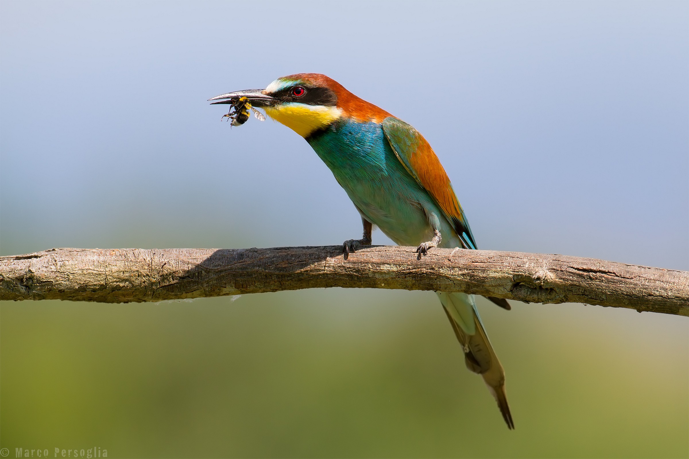 Bee-eater