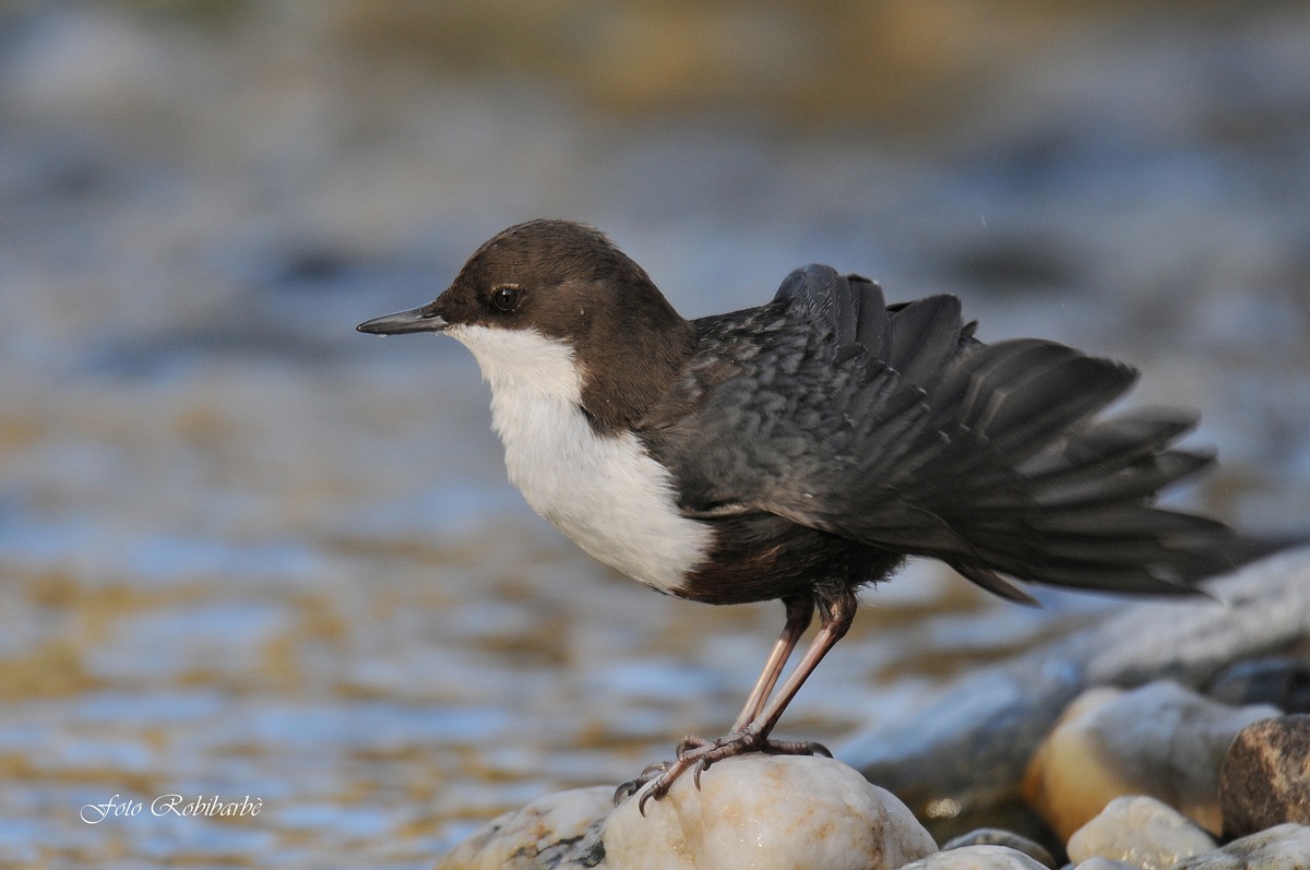 Merlo acquaiolo...pulizie...