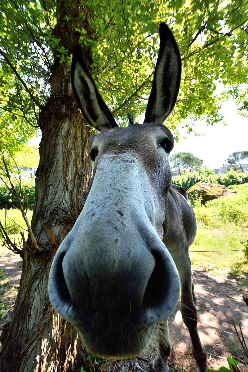 Asinello curioso