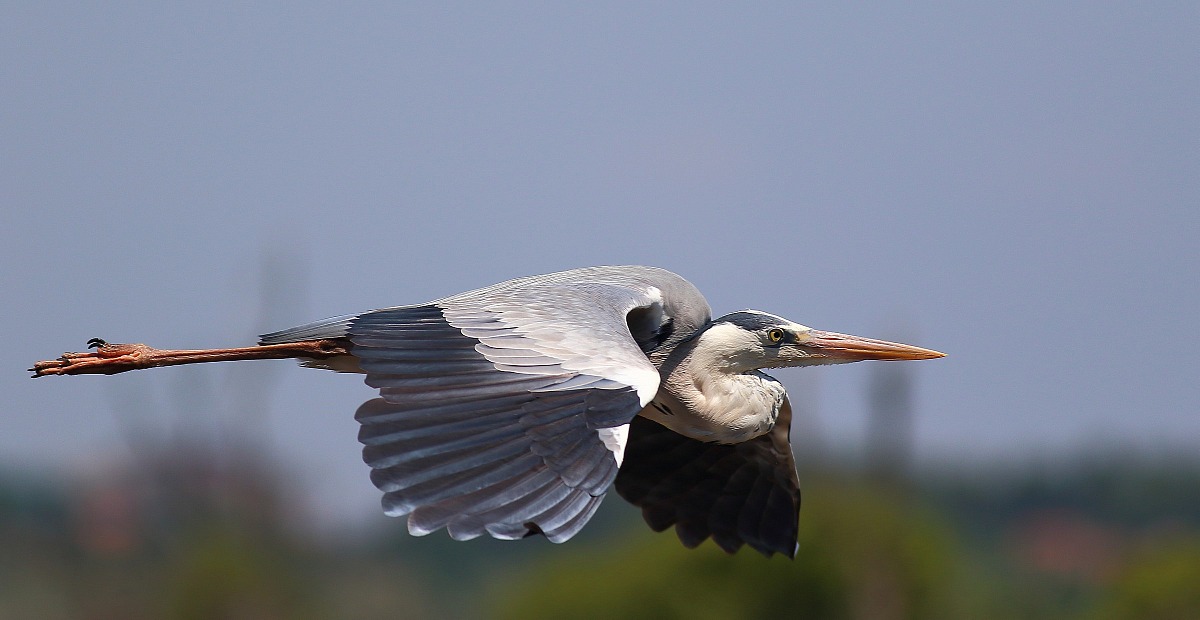 Heron in flight oblique
