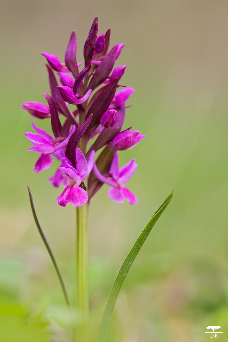 Dactylorhiza Roman subsp. Roman