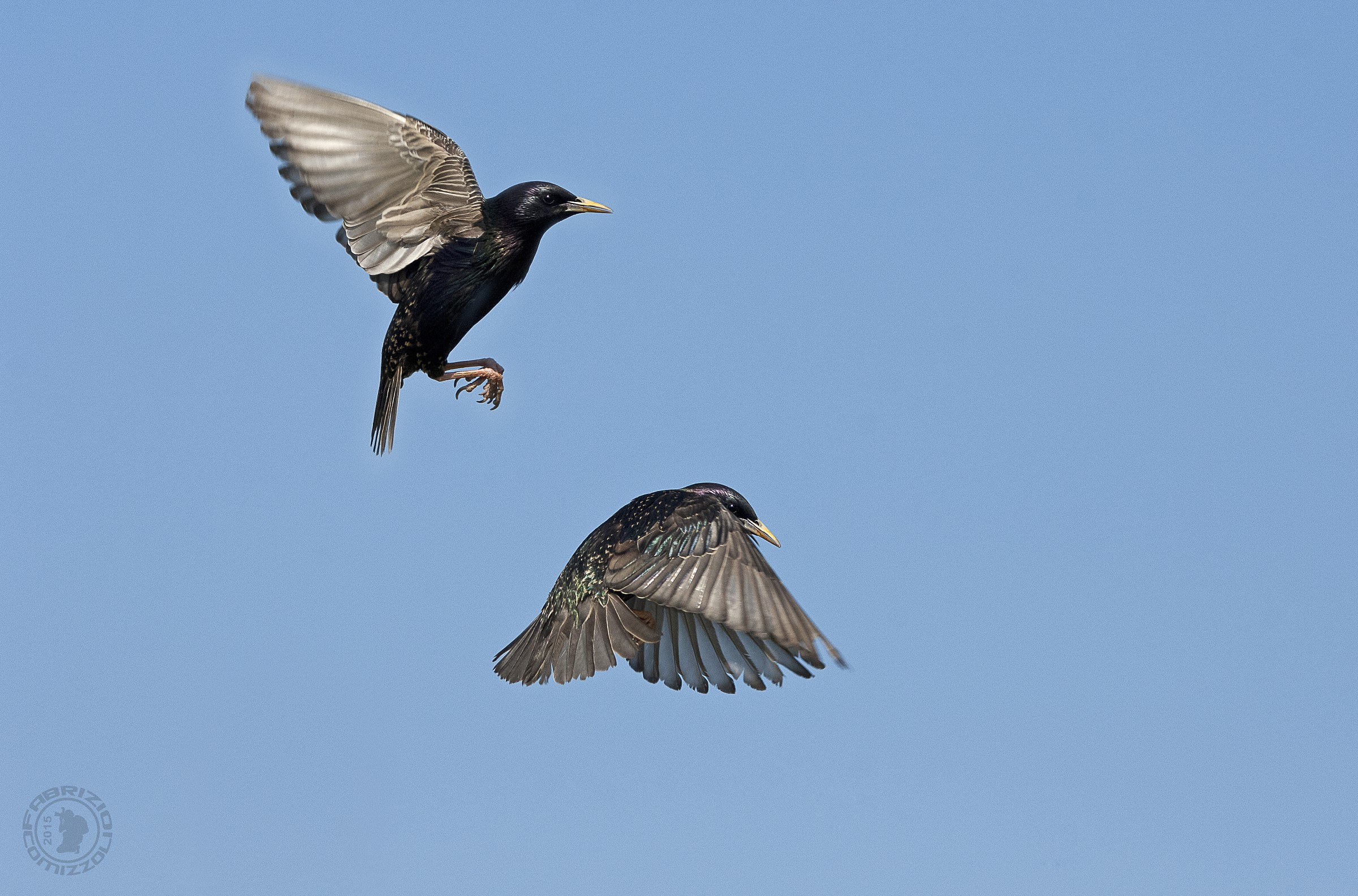 Starling - Sturnus vulgaris