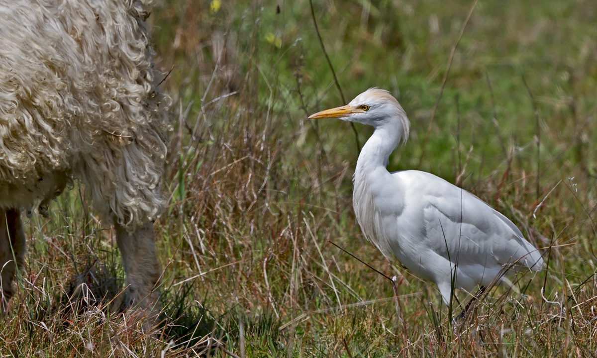 Airone Guardabuoi   Bubulcus Ibis