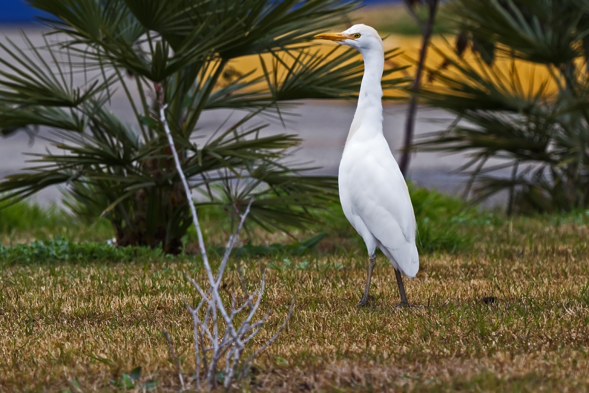 Airone Guardabuoi Bubulcus ibis