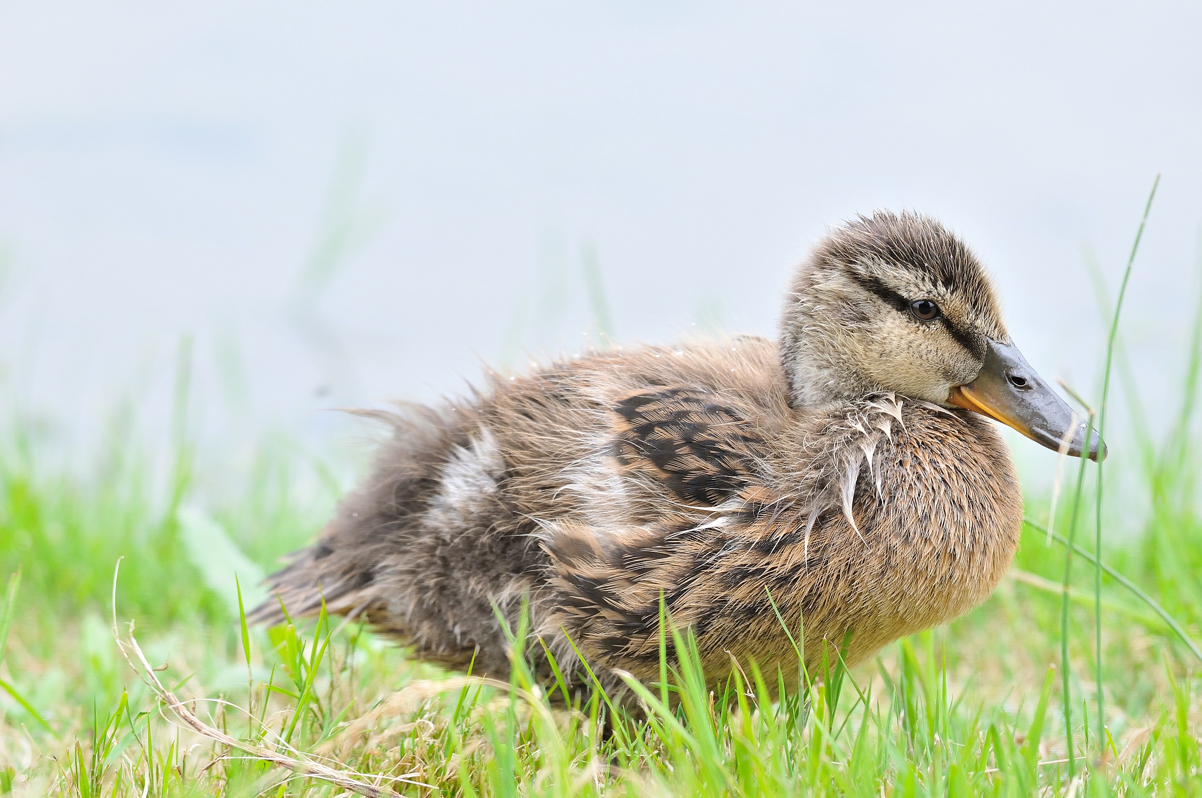 storks and ducks racconigi