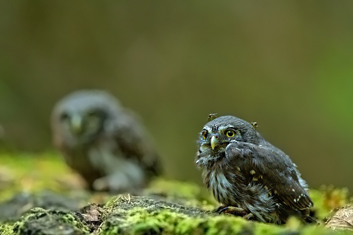Piccole civette nane