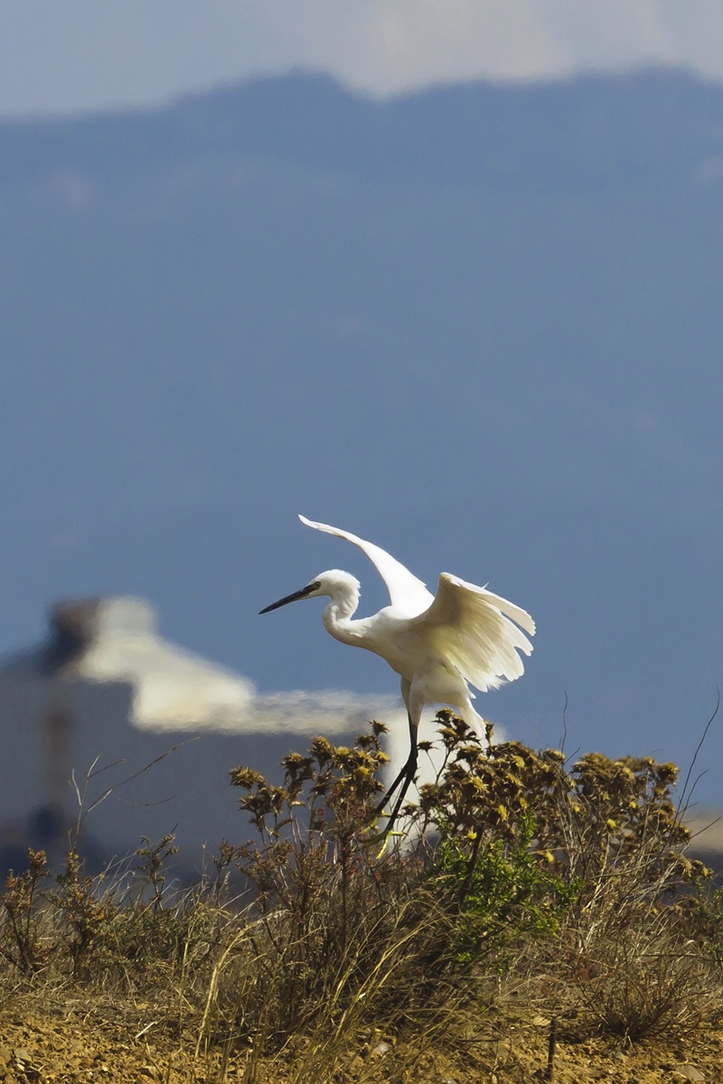 Garzetta  Egretta garzetta