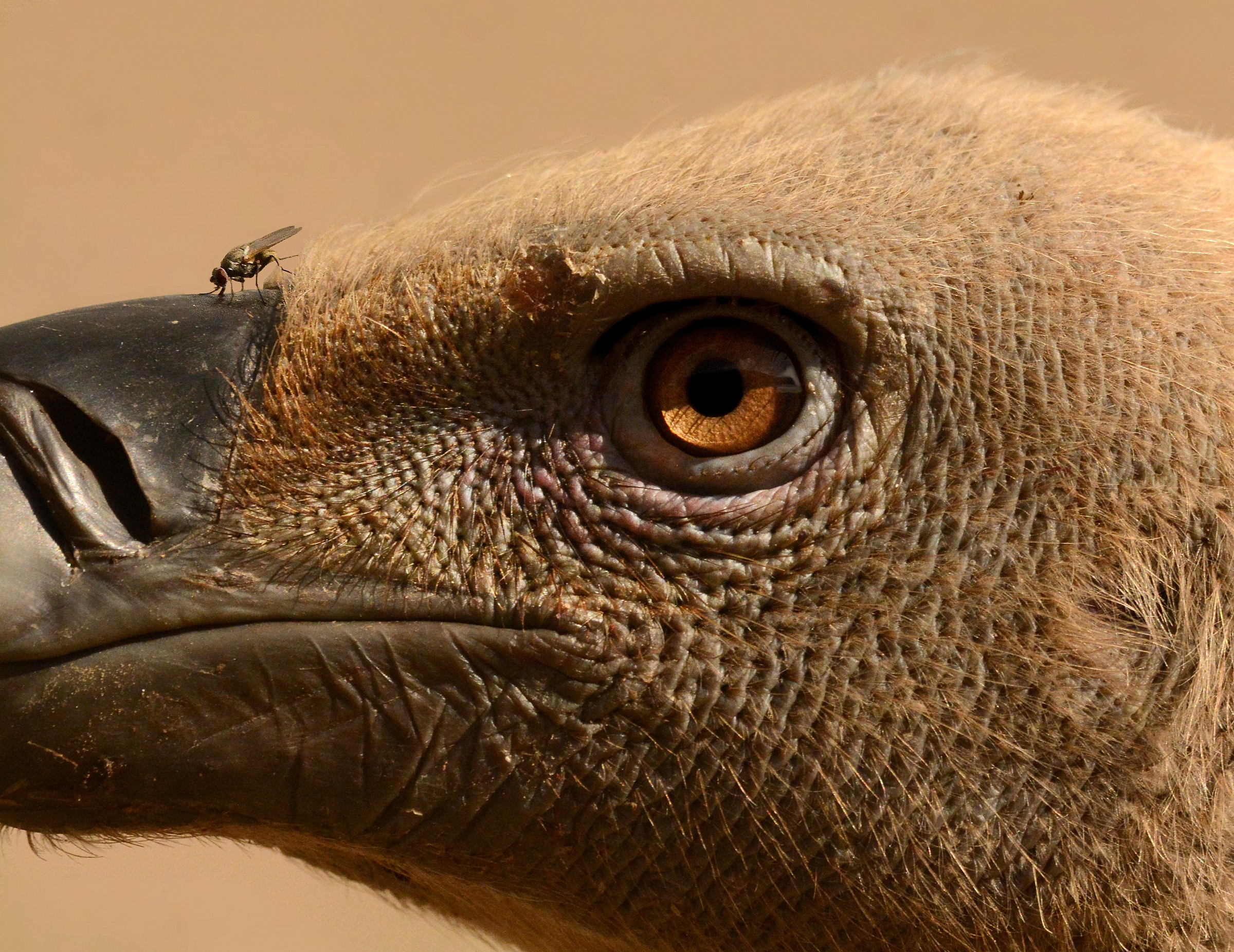 il grifone e la mosca