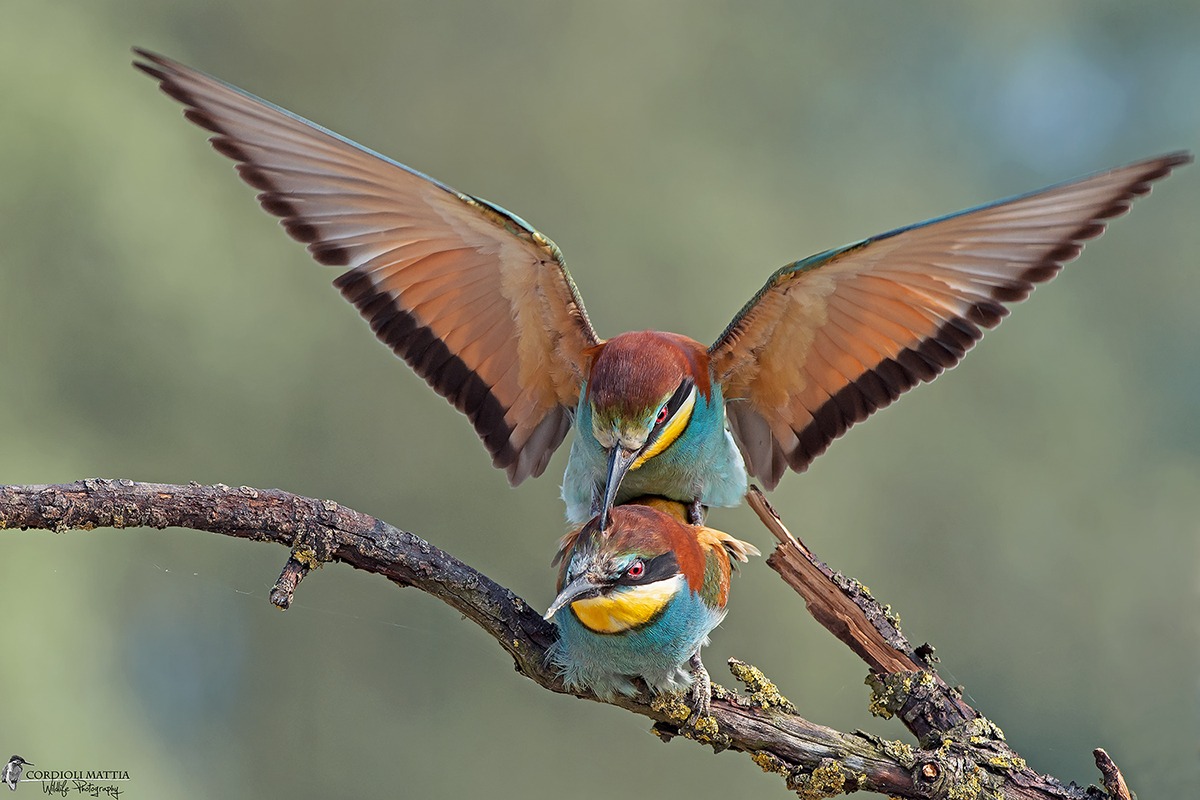 Bee-eaters in Love ...