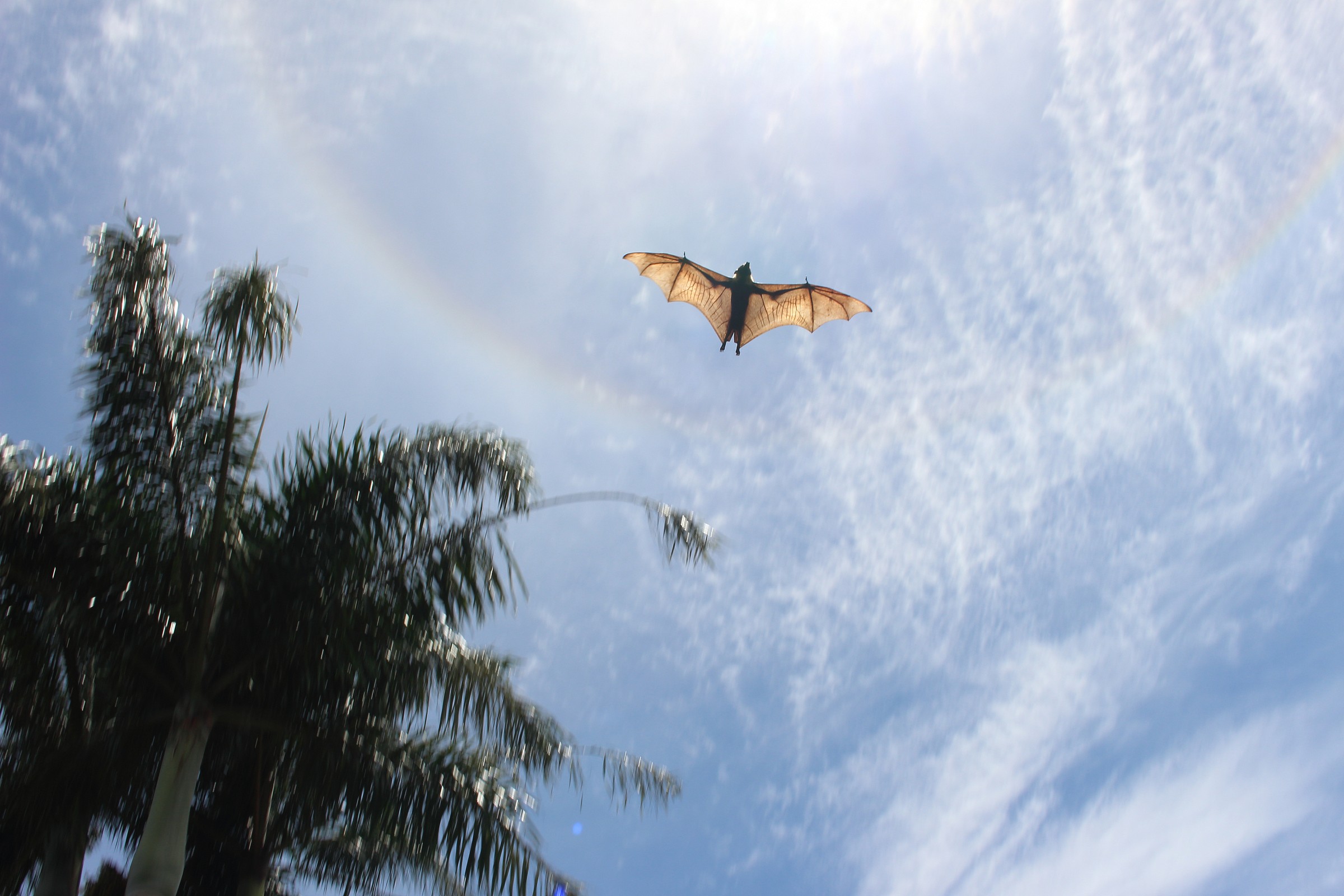 pipistrello a Cairns