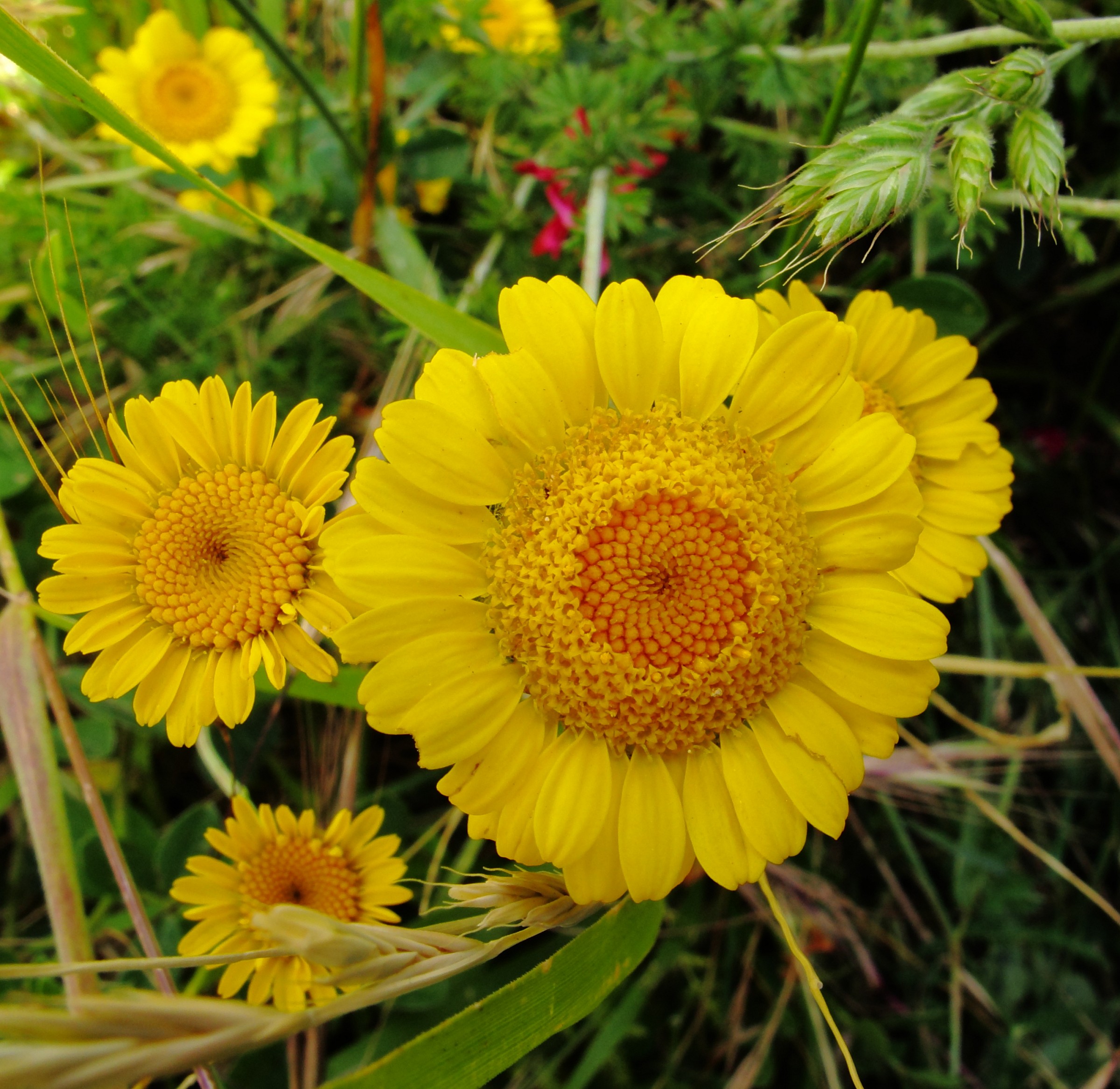 ..... Some yellow flowers .... (P. Neruda)