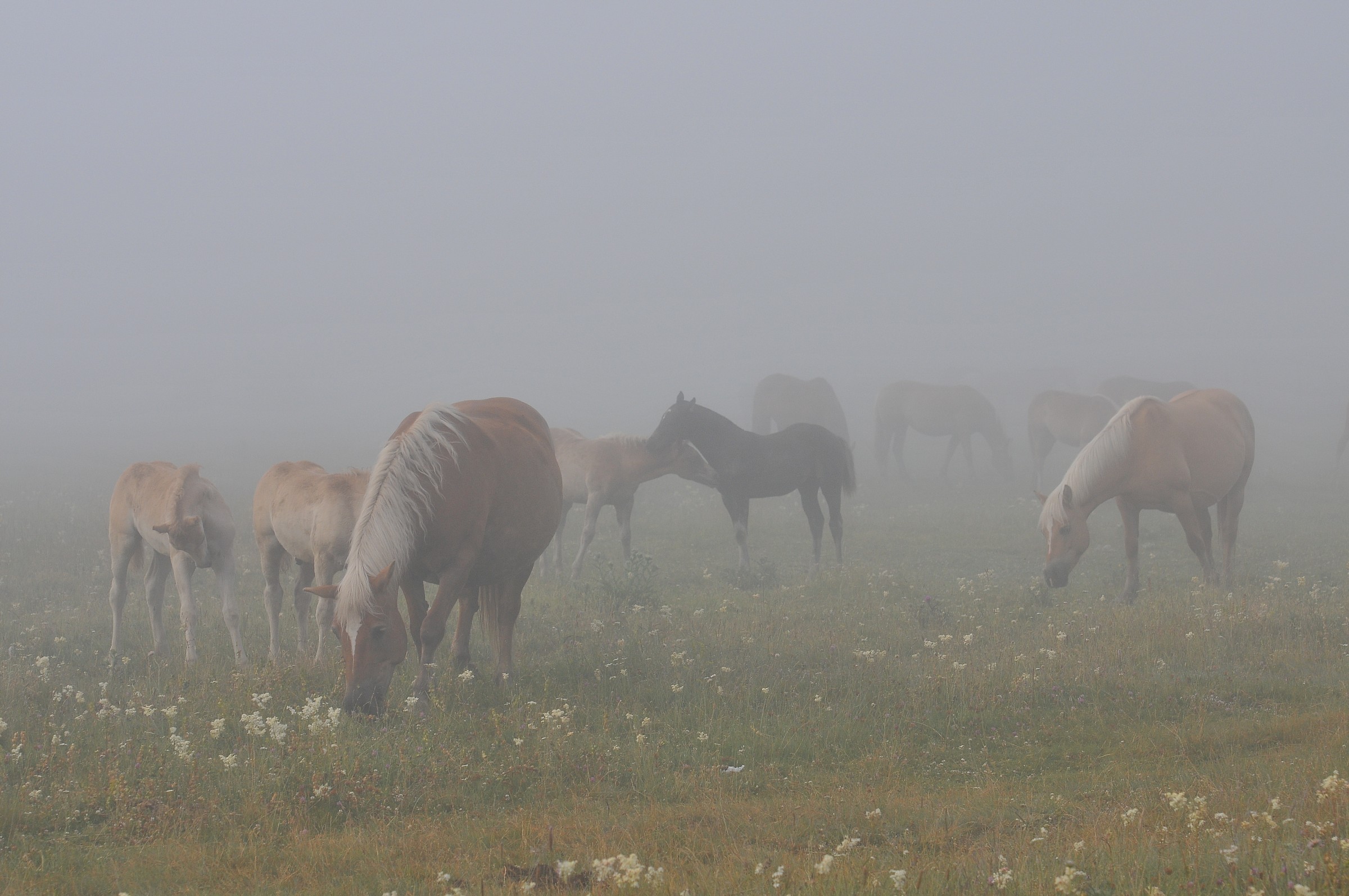 Castelluccio cavalli al pascolo