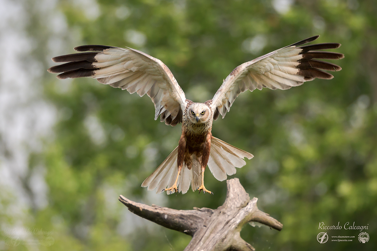 Marsh Harrier