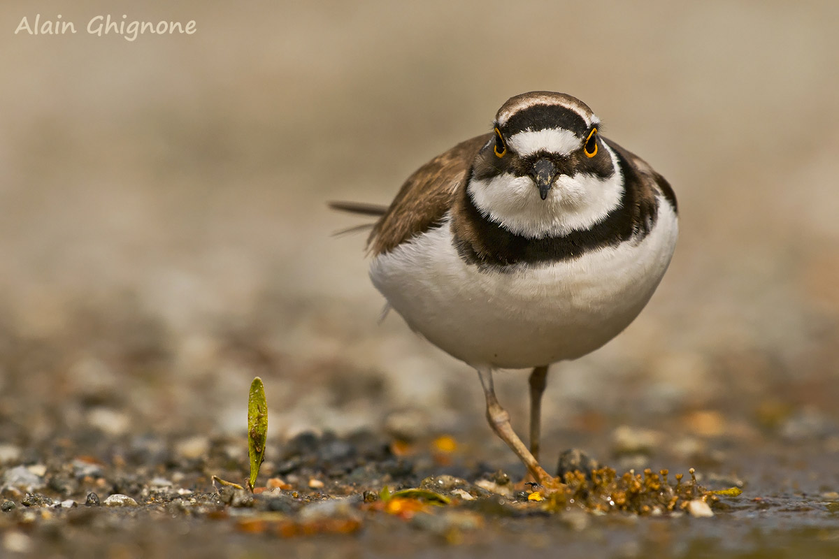 corriere piccolo frontale