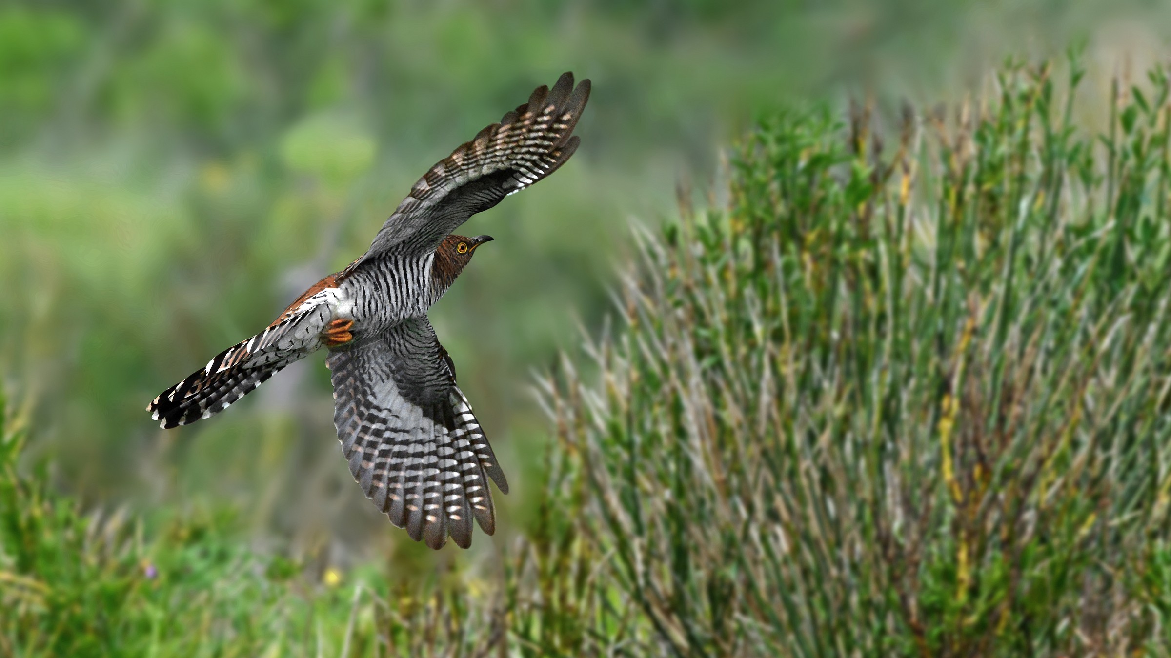 female cuckoo