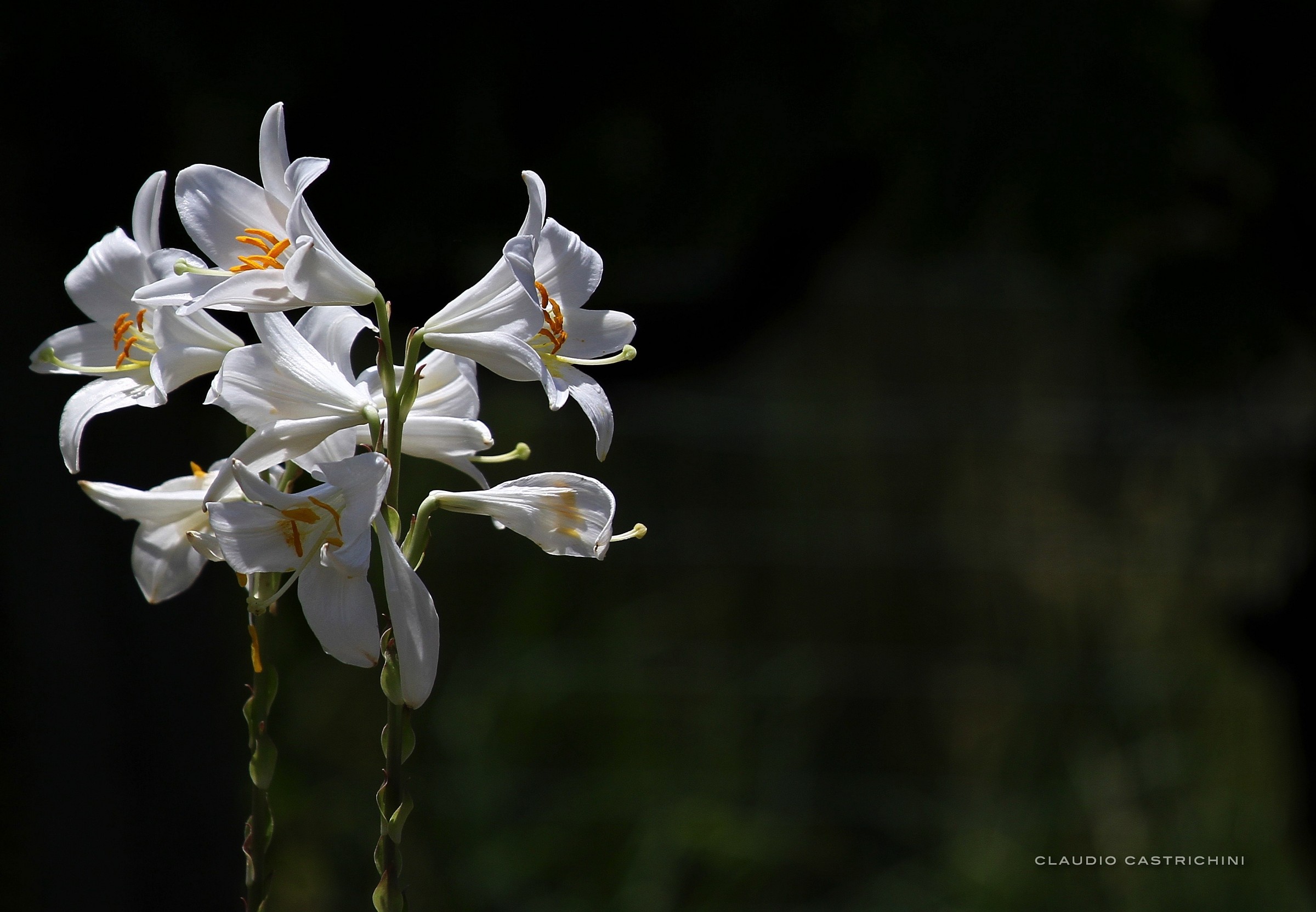 lilies