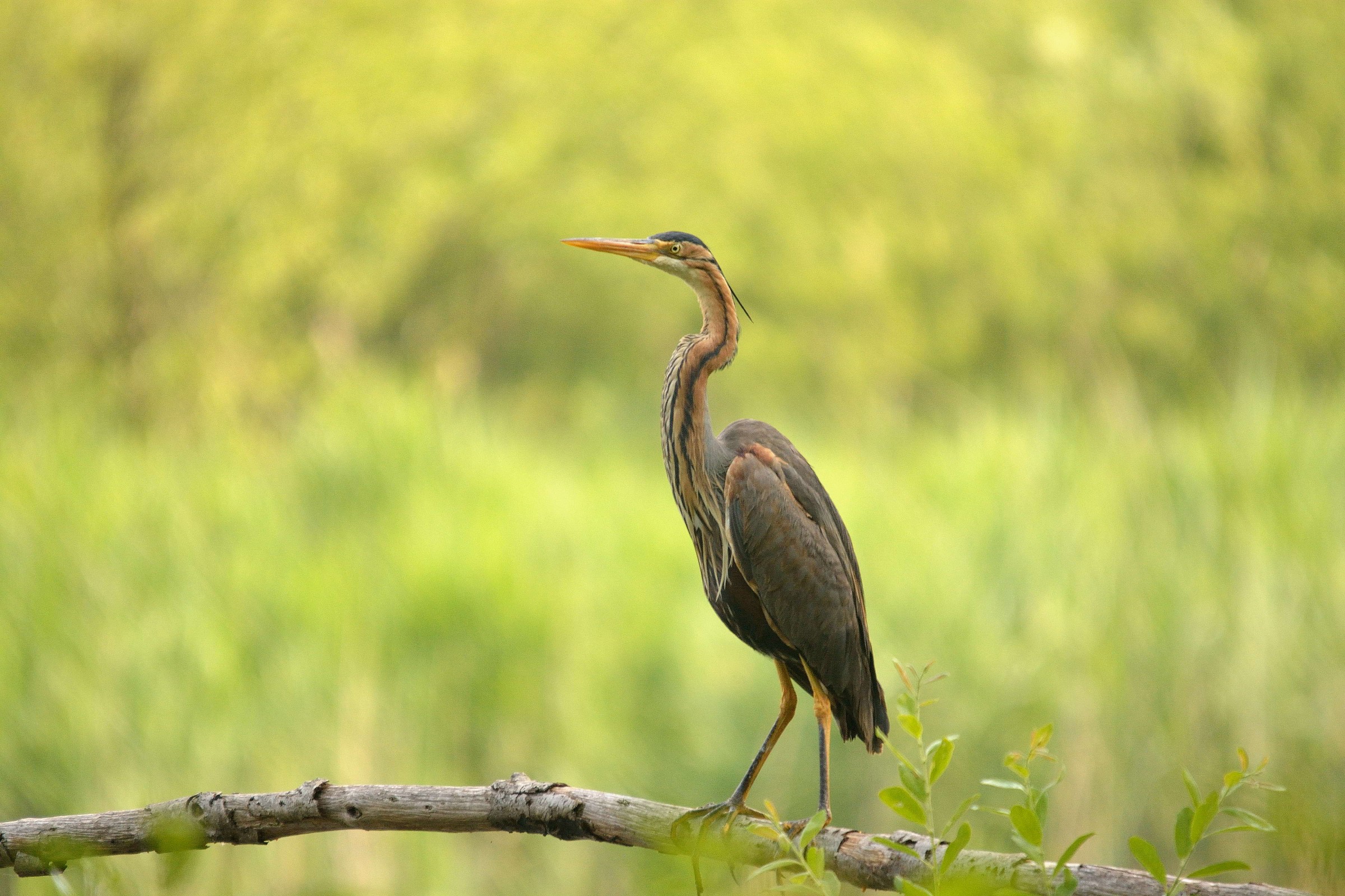 purple heron