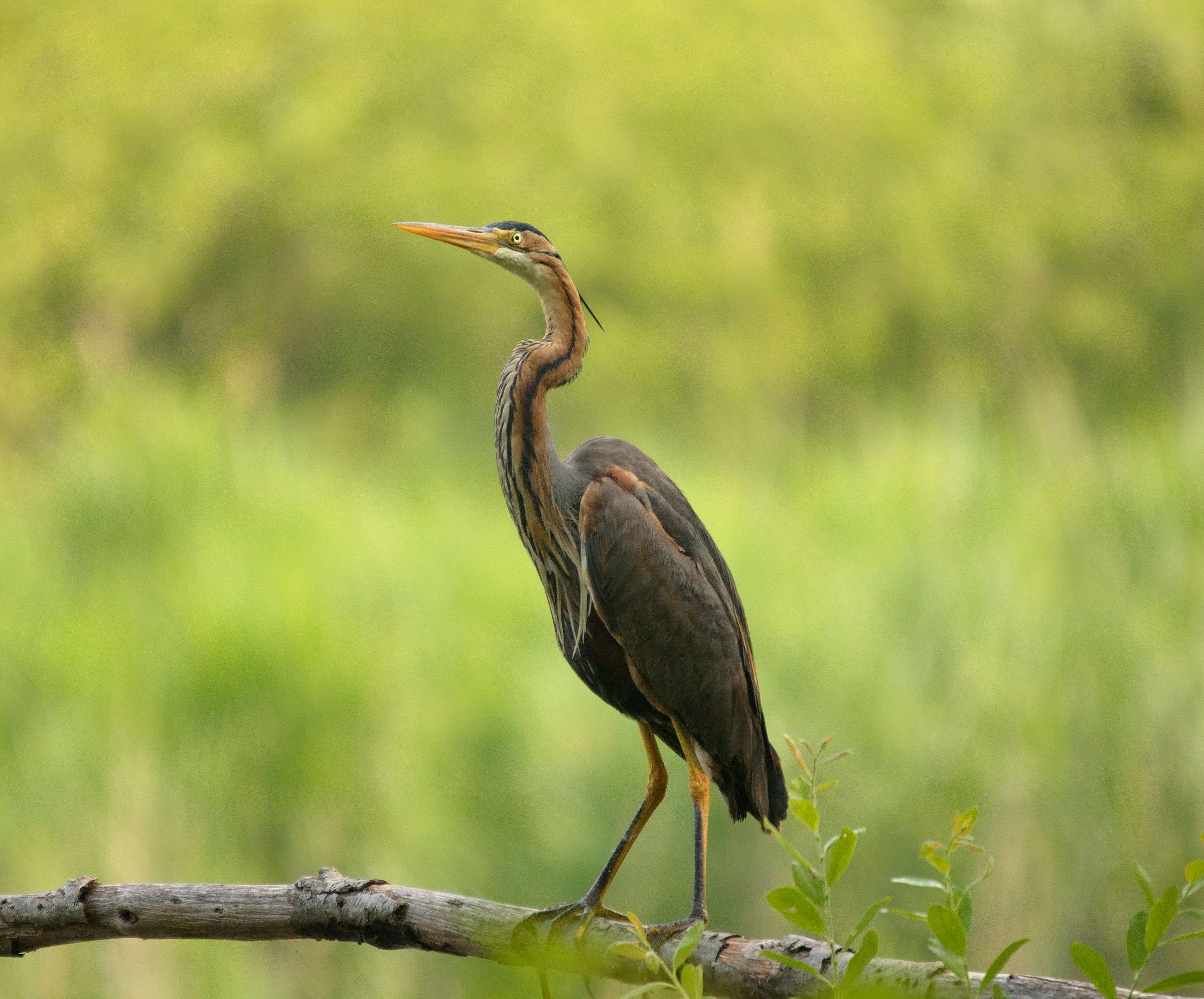 purple heron