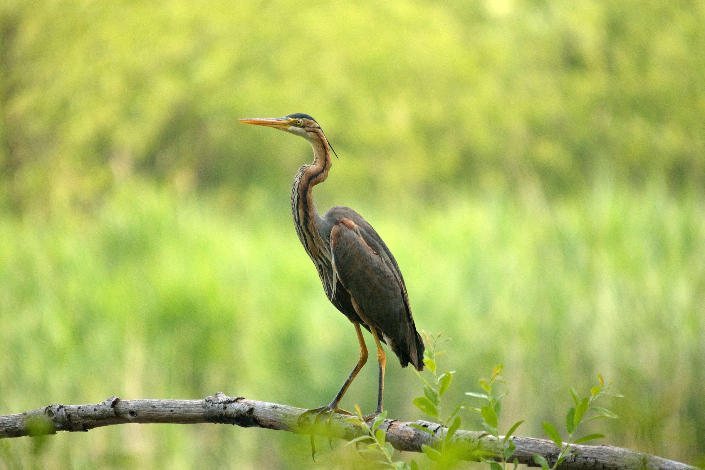 purple heron