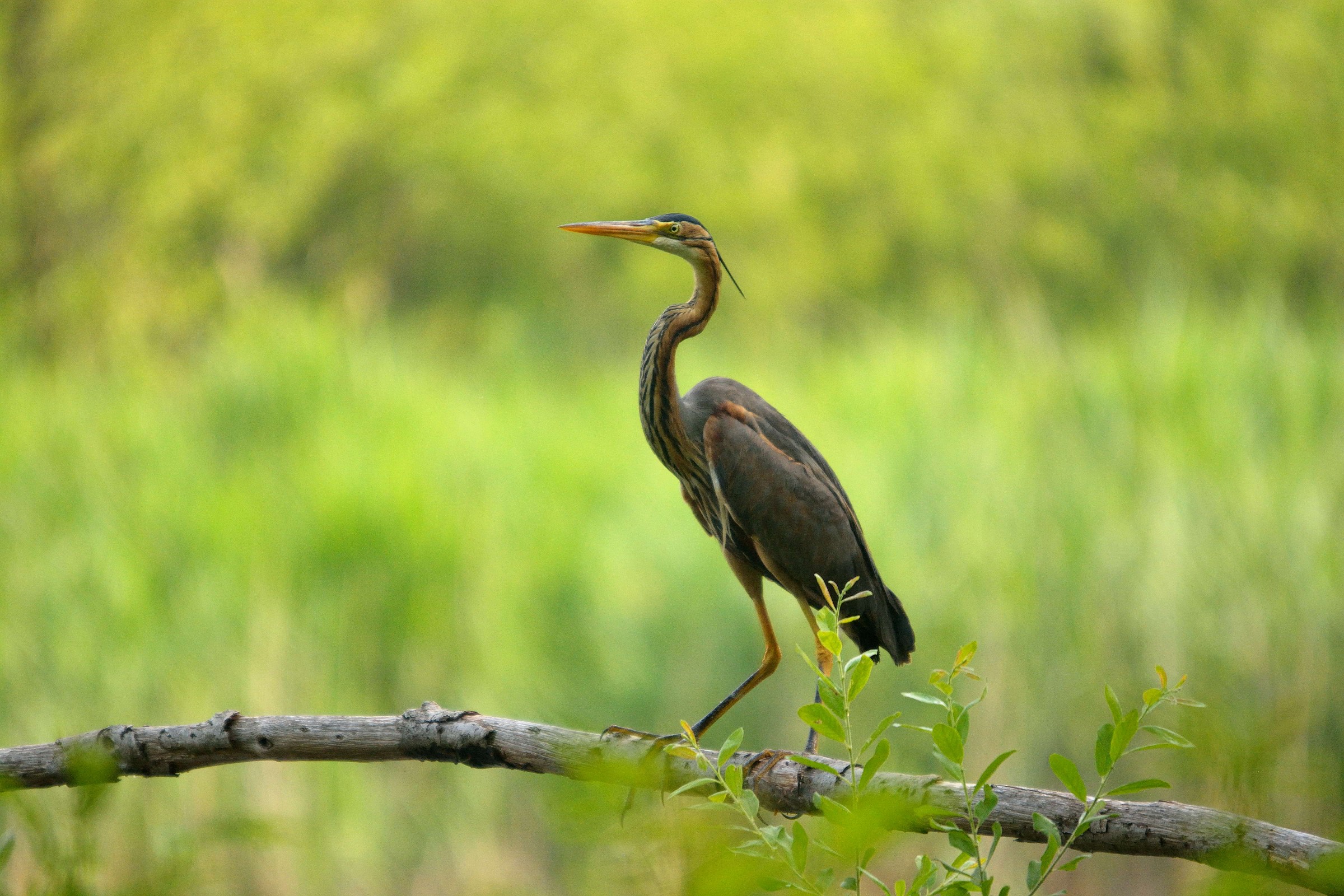 purple heron