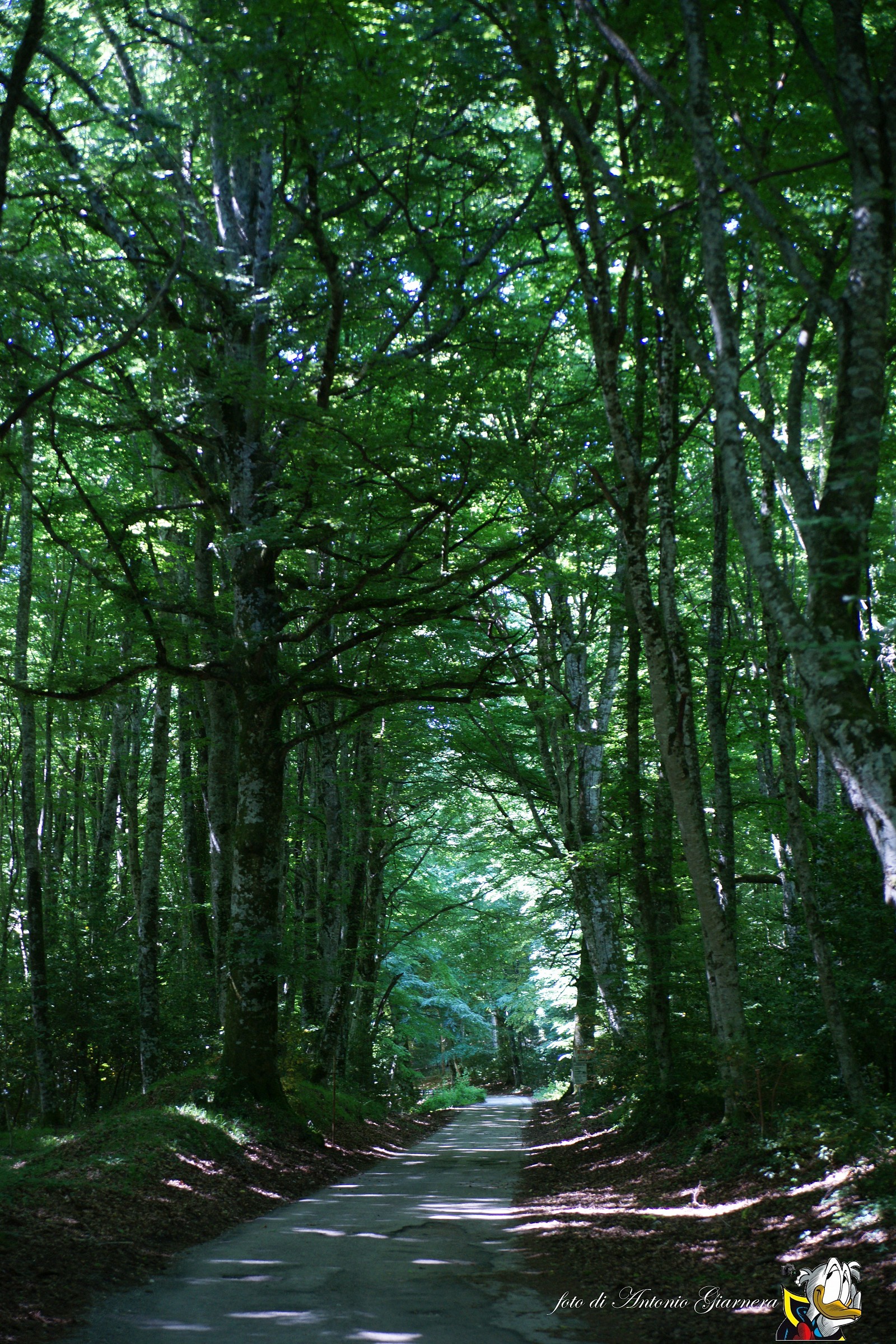 foresta umbra tranquillità