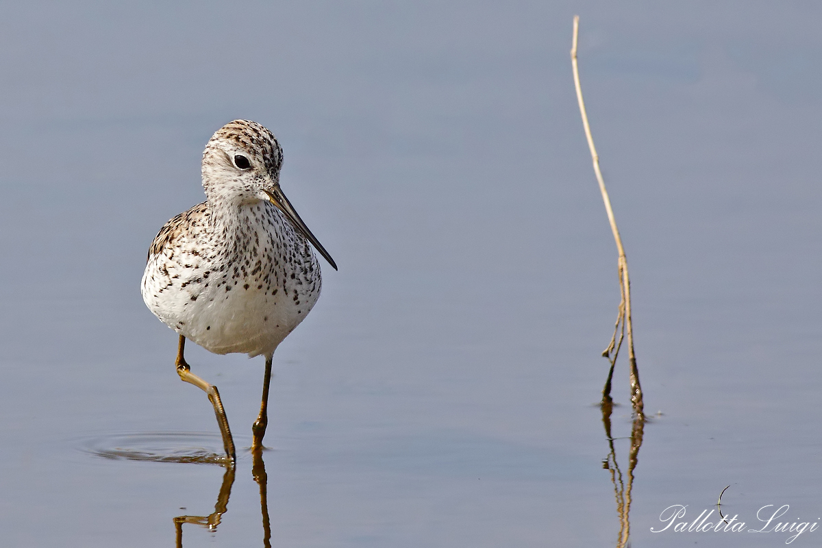Albastrello(Tringa stagnatilis)