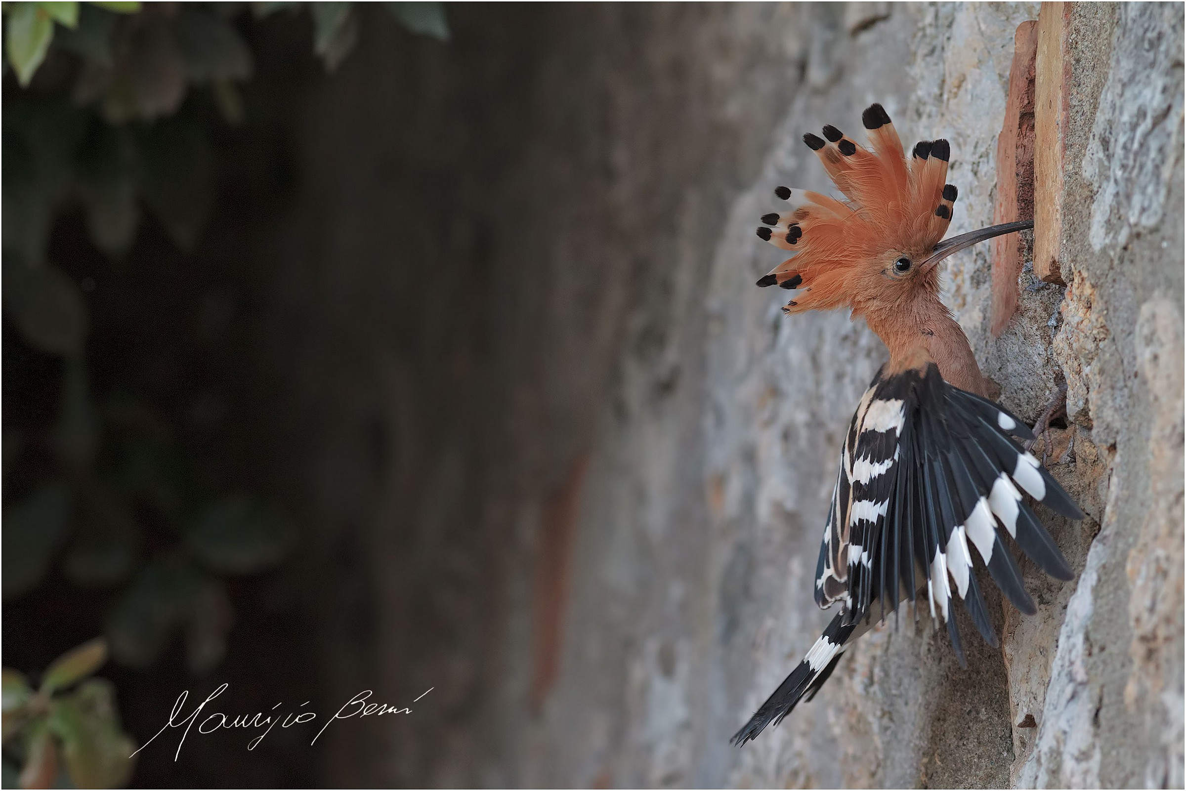 Ultimi bocconcini prima dell'involo