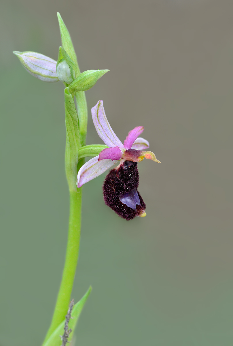 L'uccellino allo specchio (Ophrys bertolonii)
