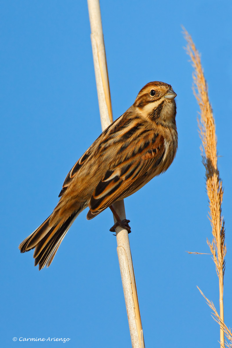 Migliarino di palude