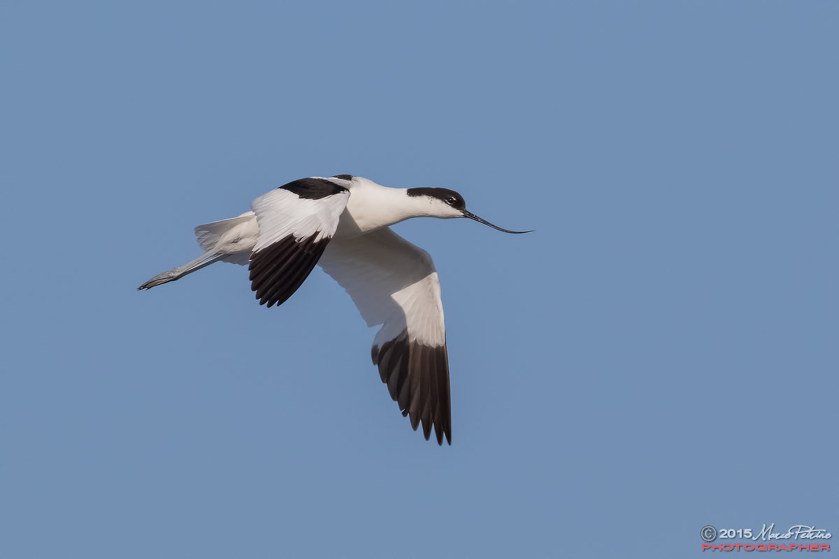 Avocet (Recurvirostra avosetta)
