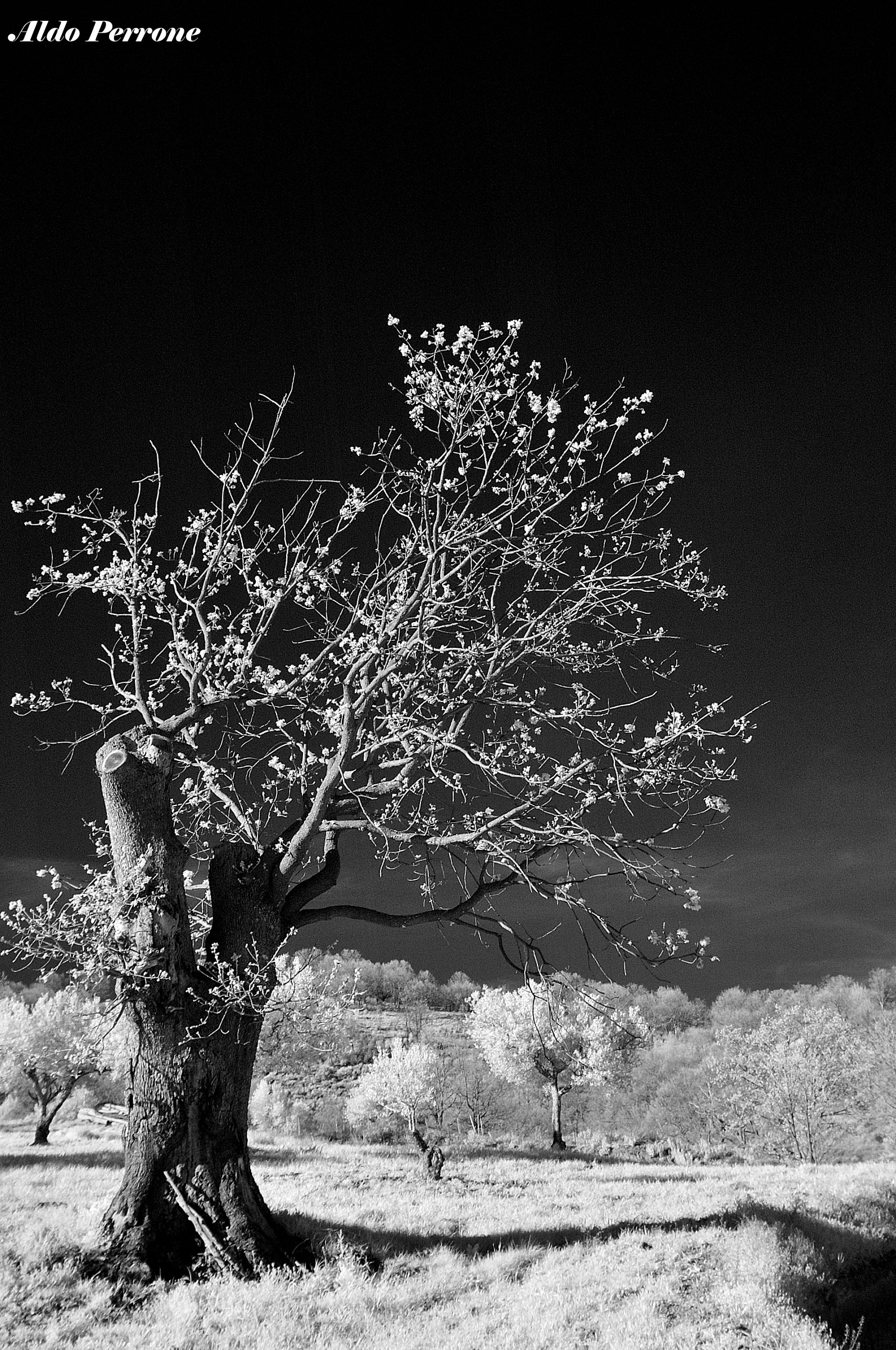 Ulivo All'infrarosso B&W