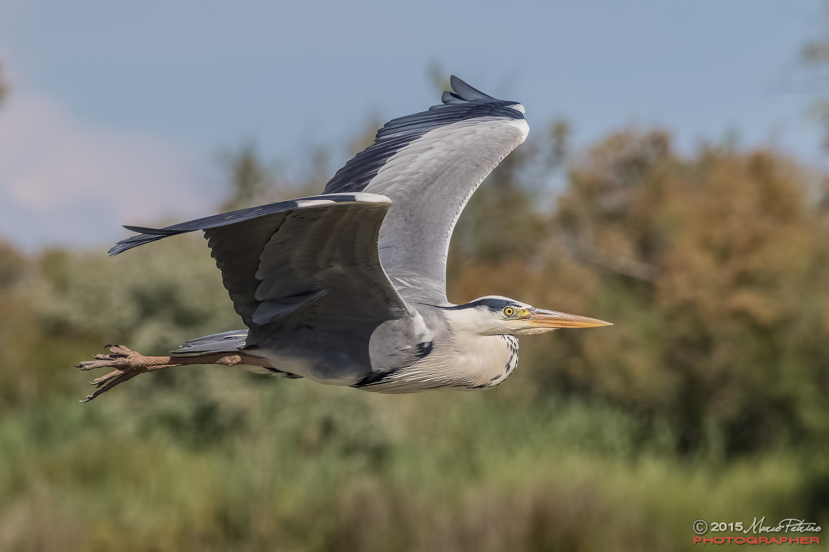 Grey Heron (Ardea cinerea)