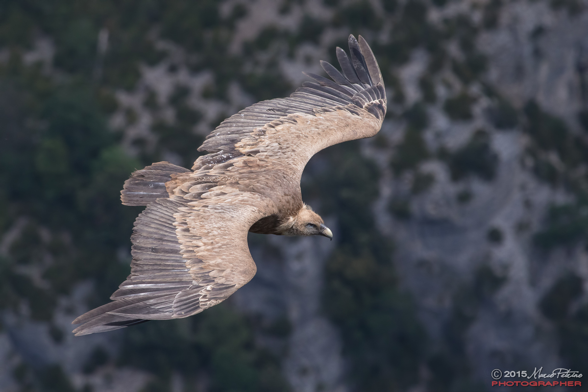 Griffon vulture (Gyps fulvus)