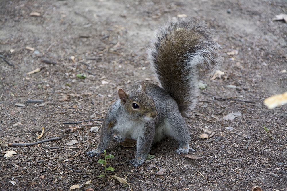 Squirrel posing 2