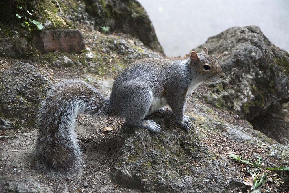 Squirrel posing 3