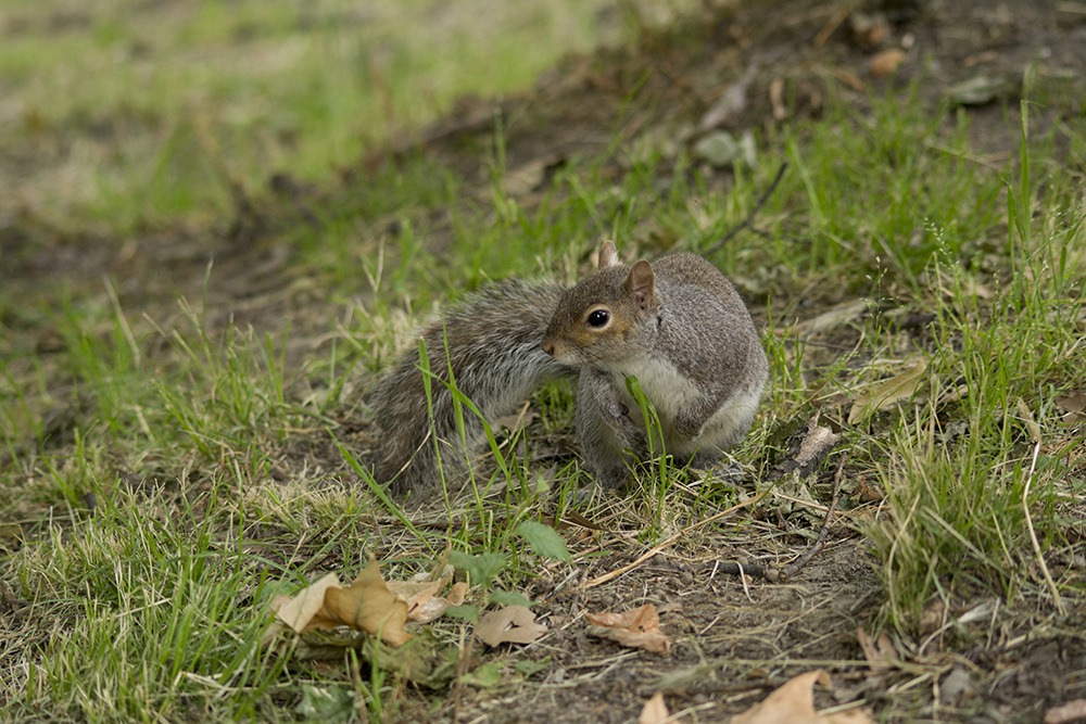 Squirrel posing 4