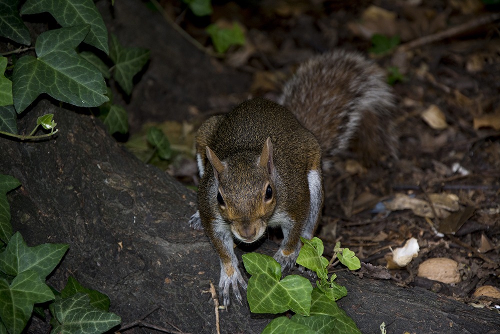 Squirrel posing 5