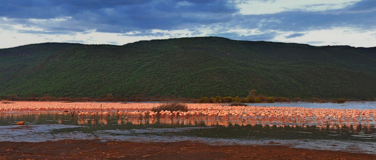 Mal d'Africa - il rosa del lago Bogoria