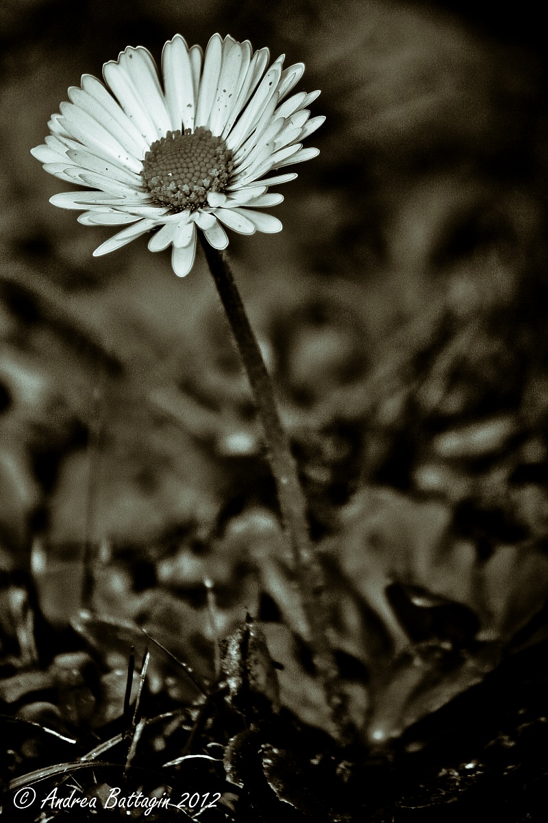 Daisy black & white
