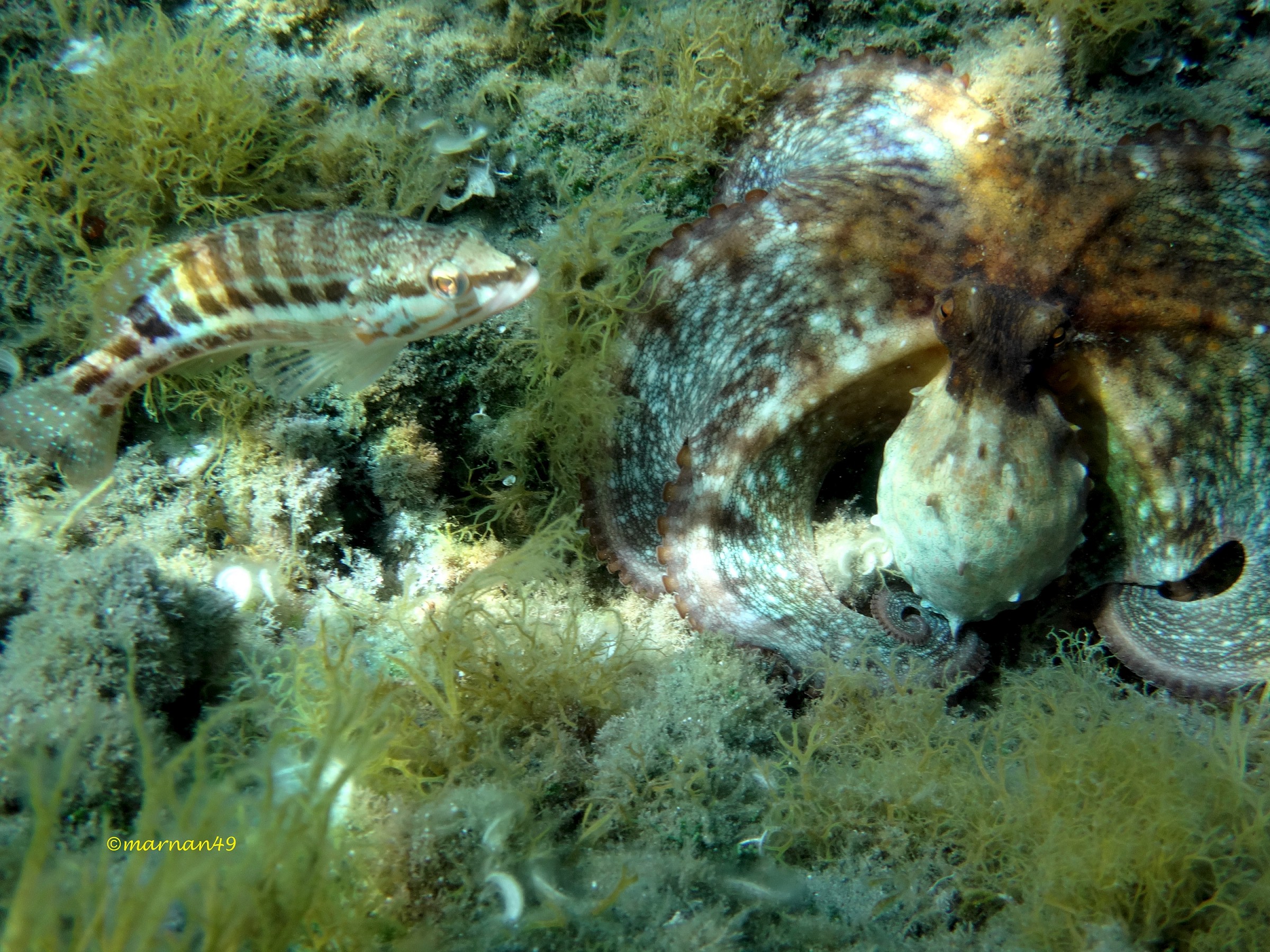 Polpo con pesce serrano2