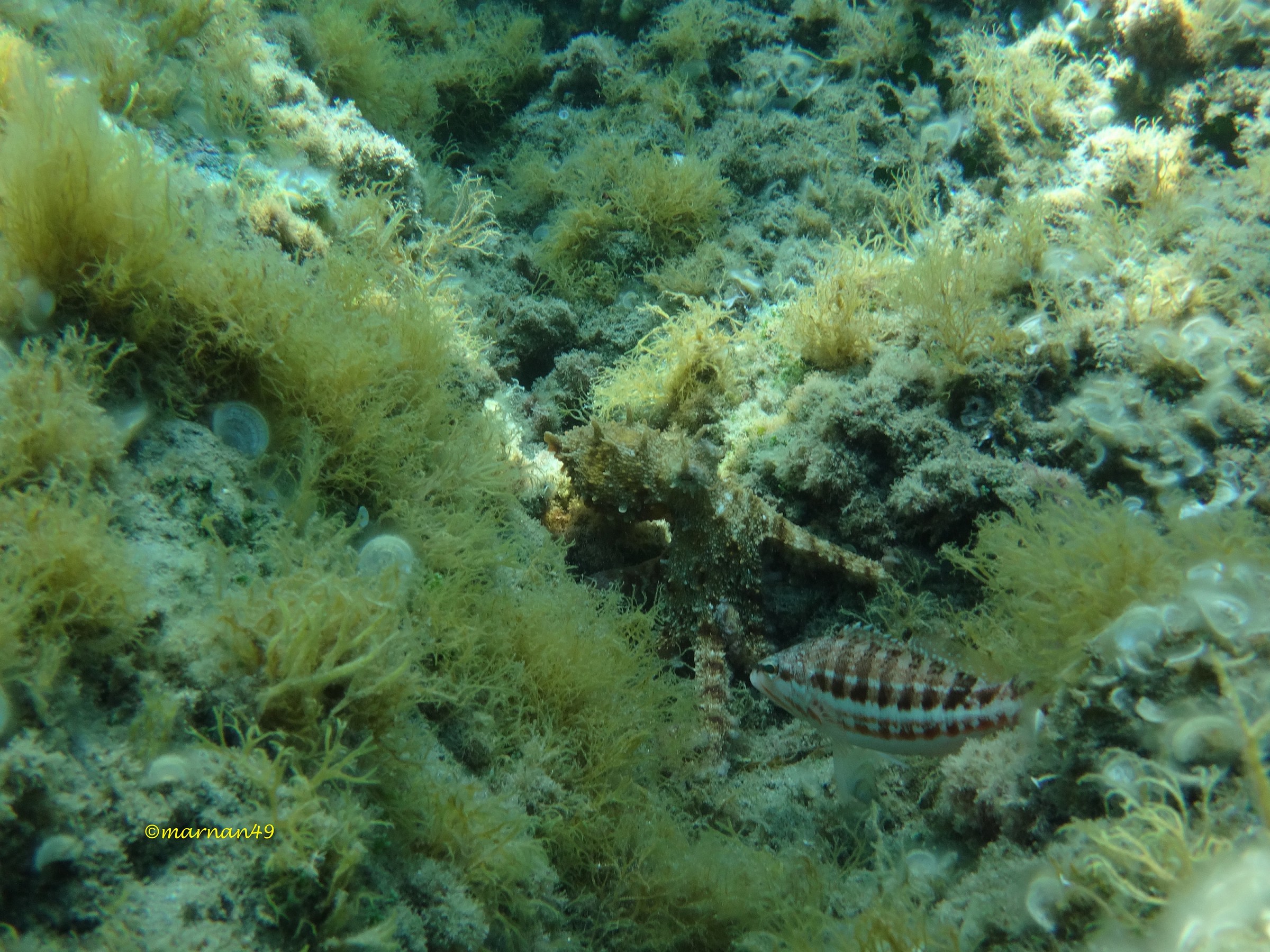 Polpo con pesce serrano