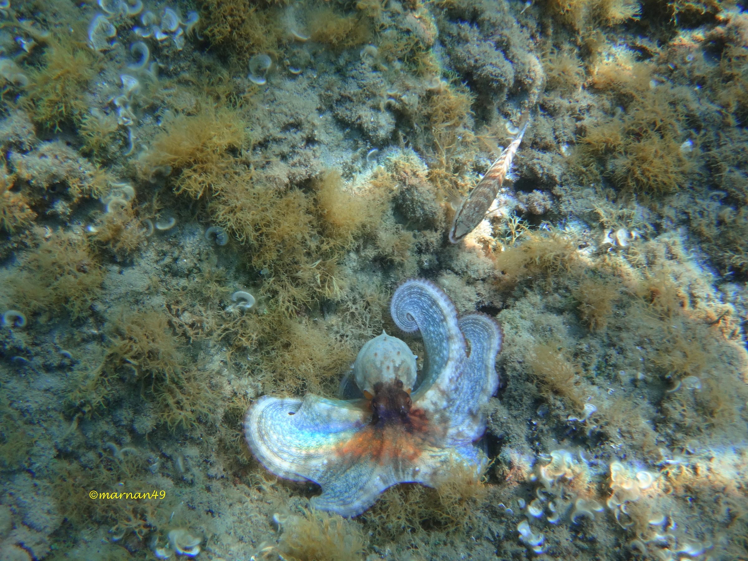 Polpo che muta colore con pesce serrano3