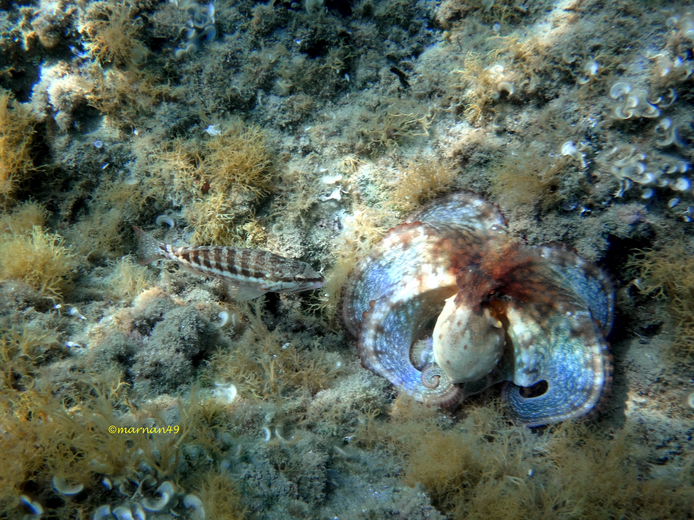Polpo con pesce serrano4