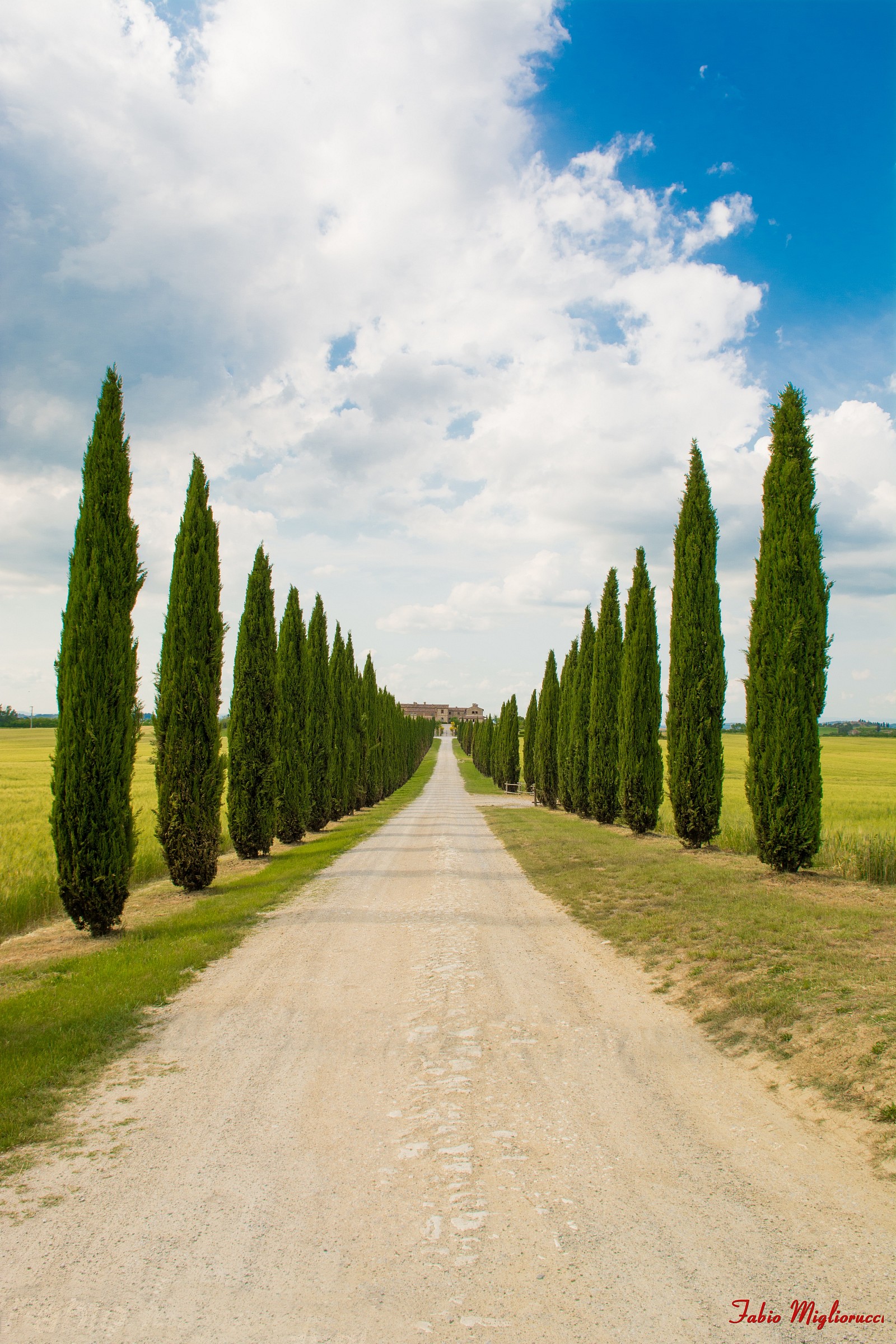 Viale in Val d'Orcia